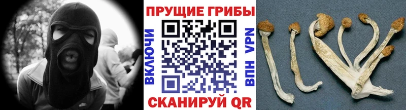 Галлюциногенные грибы GOLDEN TEACHER  хочу   Исилькуль 
